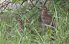 Spotted Thick-knee